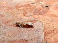 Ancylis geminana - 15th June 2026 - Darwin Forest - Dave Evans