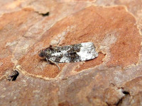 Apotomis turbidana - 17th June 2026 - Darwin Forest - Dave Evans