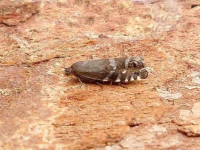 Cydia conicolana - 15th June 2026 - Darwin Forest, Matlock - Dave Evans - 1st record for VC57 Derbyshire
