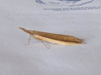 Donacaula mucronella - 22nd June 2026 - Staveley - Sid Morris