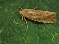 Orthotelia sparganella - first modern day record - 7th July 2026 - Calke park (NY Moth Survey) - Graham Finch