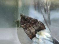 Choreutis nemorana - Fig Leaf Skeletoniser - 1st record for VC57 Derbyshire - 9th July 2026 - Sandiacre - Paul Buxton