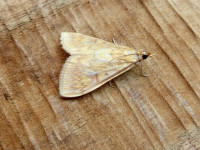 Sitochroa verticalis - A 1st VC57 Record - 9th July 2026 - Wyver Lane NR - Dave Evans