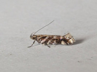 Aristotelia ericinella - 28th July 2026 - Staveley - Sid Morris