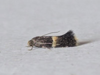 Elachista bisulcella - 28th July 2026 - Staveley - Sid Morris