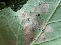 Bedellia somnulentella  - Leaf mines on bindweed - 30th July 2026 - Gleadless Valley - Pete Mella