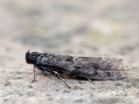 Pyla fusca - 3rd August 2026 - Chaddesden - Martin Roome