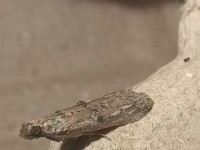 Nephopterix angustella - 2nd VC57 Record - 3rd August 2026 - Normanton, Derby - Andrew-John Shervill