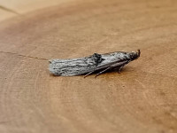 Nephopterix angustella - 2nd VC57 Record - 3rd August 2026 - Staveley - Mark Radford