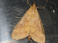 Ostrinia nubilalis (European Corn Borer)  4th record - 13th August 2026 - Allestree - William Grange