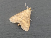 Ostrinia nubilalis (European Corn Borer) joint 4th record - 13th August 2026 - Private Land near Belper - Dave Newcombe/Clive Ashton