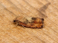 Cydia amplana - 3rd VC57 record - 14th August 2026 - Belper - Dave Evans
