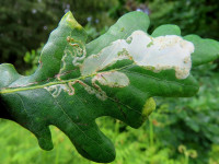 Acrocercops brongniardella - on Oak - 3rd June 2025 Wyver Lane, Belper - Dave Evans