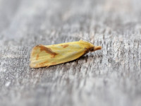 Agapeta hamana - 26th May 2026 - Melbourne - Tony Davison