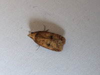 Agonopterix angelicella - 9th July 2026 - Markham Vale - Sid Morris