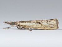 Agriphila_inquinatella_HS_24_07_2026
