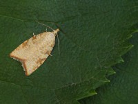 49.060 BF1032 - Aleimma-loeflingiana-136415