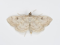 Anania_perlucidalis_HS_06_07_2026