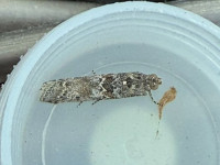 Ancylosis oblietella - A first record for VC57 Derbbyshire -12th August 2026 - Melbourne - Tony Davison