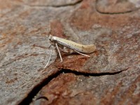 15.015 BF294 Aspilapteryx tringipennella Aug15 41