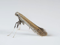 Aspilapteryx tringipenella - 24th July 2026 - Glossop - Christian Heintzen