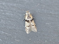 Blastobasis rebeli - 1st VC57 Record - 9th July 2026 - Cromford - Clive Ashton