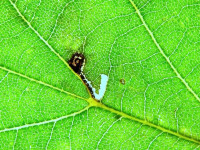 Bucculatrix ulmifoliae - leaf mine on elm - 5th August 2026 - Wyver Lane, Belper - Dave Evans - a first VC57 record