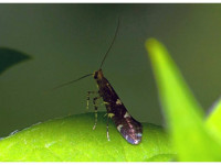 Callisto denticulella - 27th May 2018 - Allestree Stephen Plant