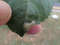 Callisto denticulella - on Apple - 26th Aug 2025 - Norton - Pete Mella