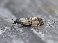 43.139 BF966 Cochylichroa atricapitana - Black-fronted Straw - 27th August 2024 -Melbourne - Tony Davison©
