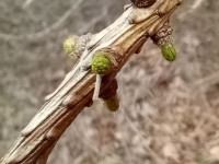 Coleophora laricella (Larch Case-bearer) 15th March 2025 -Markham Vale - Mark Radford
