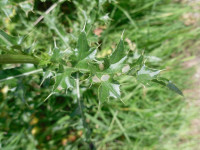 Coleophora peribenanderi - 25th July 2015 - Calver - Andrew Watchorn