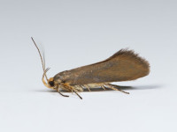 Crassa_unitella_Lees_Hall_Long_Clough_22_07_2026