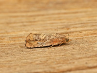Cydia amplana - 1st VC57 Derbyshire record - 8th August 2026 - Sandiacre - Recorder Emily Milnes - photo by Tony Davison 