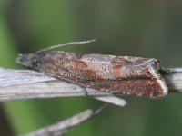 49.313 BF1277 - Dichrorampha acuminatana 12th May 2014 - Duffield, Derbyshire  -  Mick Ball© - possibly first county record.