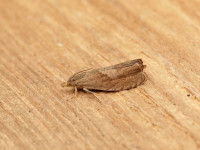 Dichrorampha simpliciana - 8th August 2026 - Sandiacre - Recorder Emily Milnes - Photo by Tony Davison 