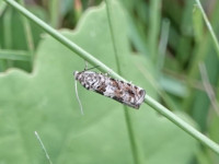 Epiblema costipunctana - 29th June 2025 - Norton Lees - Pete Mella
