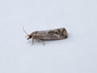 Endothenia quadrimaculana - 23rd June 2026 - Kings Newton - Tony Davison