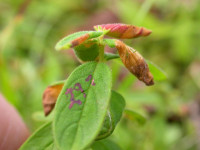 Euspilapteryx auroguttella - on Hypericum - Steve Orridge