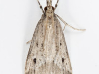 Eudonia pallida -  22nd July 2026 - Long Clough, Lees Hall - Christian Heintzen