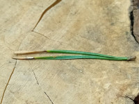 Exoteleia-dodecella-in-needles-of-Scots-Pine-9th-Nov-2025-Markham-Vale-North-Tip-Mark-Radford
