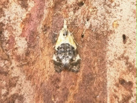 Phtheochroa schreibersiana - 22nd May 2026 - Belper - Dave Newcombe