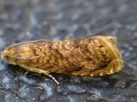 Grapholita lobarzewskii - 21st June 2025 - 1st VC57 record - Norton Lees - Pete Mella