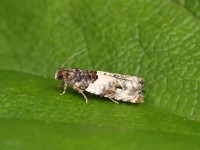 49.279 BF1169 Gypsonoma-dealbana-140817