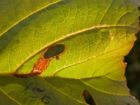 Heliozela resplendella - on Alnus glutinosa - Steve Orridge