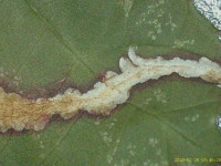 Coptotriche marginea - Bramble Blotch-miner - 27th February 2025 - Staveley - Mark Radford