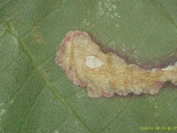 Coptotriche marginea - Bramble Blotch-miner - 27th February 2025 - Staveley - Mark Radford