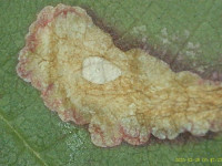 Coptotriche marginea - Bramble Blotch-miner - 27th February 2025 - Staveley - Mark Radford