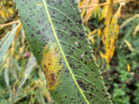 Phyllonorycter pastorella -11th October 2025 - Willington Wetlands - Tony Davison