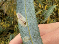 Phyllonorycter pastorella -11th October 2025 - Willington Wetlands - Tony Davison